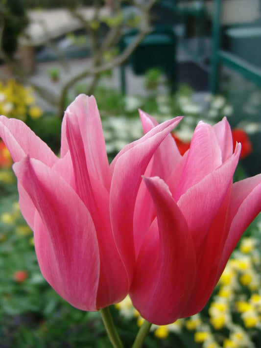 Bulbes de fleurs Non-Traité Tulipe  Mariette calibre 12/+ (1027500)