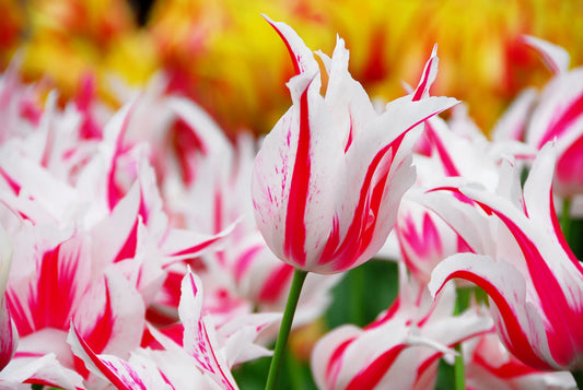 Bulbes de fleurs Non-Traité Tulipe  Marilyn calibre 12/+ (1009900)