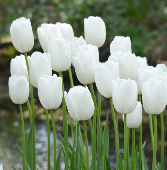 Bulbes de fleurs Non-Traité Tulipe  Maureen calibre 12/+ (1010000)