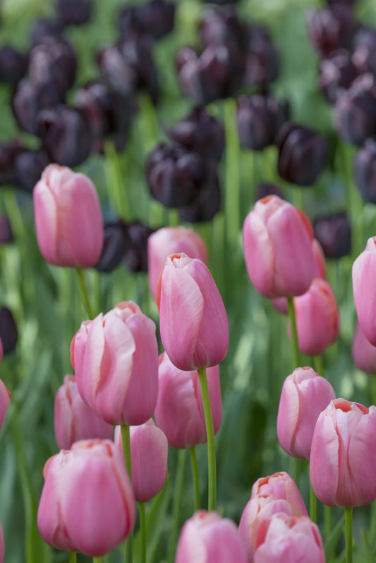 Bulbes de fleurs Non-Traité Tulipe  Menton calibre 12/+ (1010100)