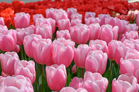 Bulbes de fleurs Non-Traité Tulipe  Milkshake® calibre 12/+ (1051100)
