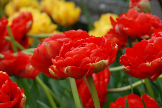 Bulbes de fleurs Non-Traité Tulipe  Miranda calibre 12/+ (1010300)