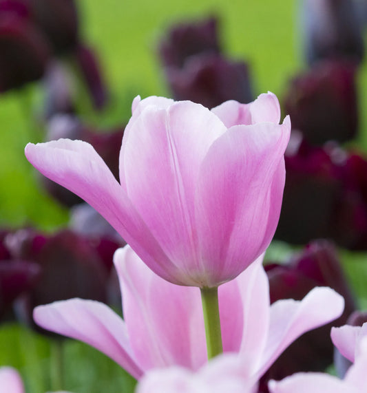 Bulbes de fleurs Non-Traité Tulipe  Mistress® calibre 12/+ (1010400)