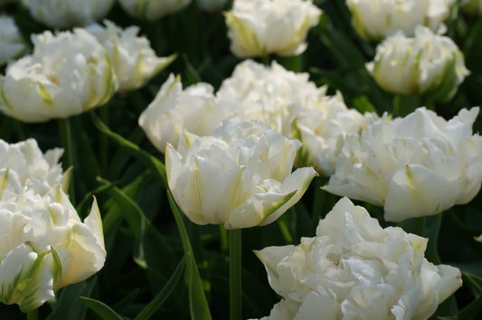 Bulbes de fleurs Non-Traité Tulipe  Mondial® calibre 12/+ (1010500)