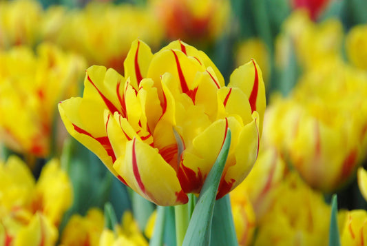 Bulbes de fleurs Non-Traité Tulipe  Monsella calibre 12/+ (1010600)