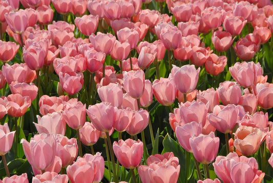 Bulbes de fleurs Non-Traité Tulipe  Mystic van Eijk® calibre 12/+ (1011100)