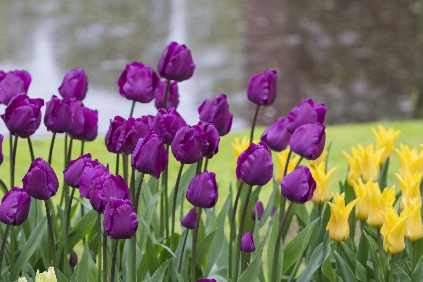 Bulbes de fleurs Non-Traité Tulipe  Negrita calibre 12/+ (1011200)