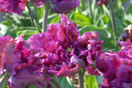 Bulbes de fleurs Non-Traité Tulipe  Parrot Negrita® calibre 12/+ (1048600)