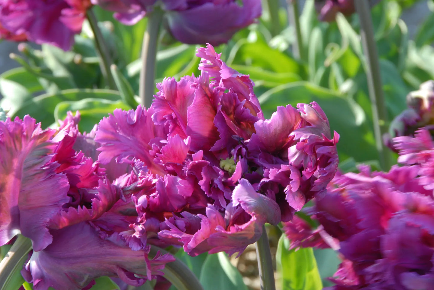 Untreated flower bulbs Tulip Parrot Negrita® size 12/+ (1048600) for individuals