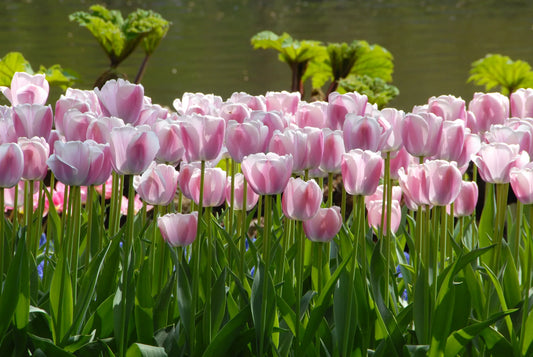 Bulbes de fleurs Non-Traité Tulipe  Ollioules calibre 12/+ (1022600)