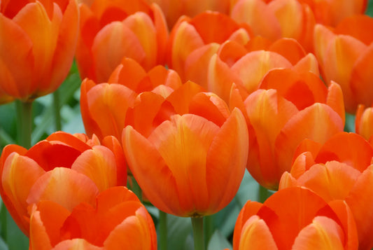 Bulbes de fleurs Non-Traité Tulipe  Orange Balloon® calibre 12/+ (1011300)