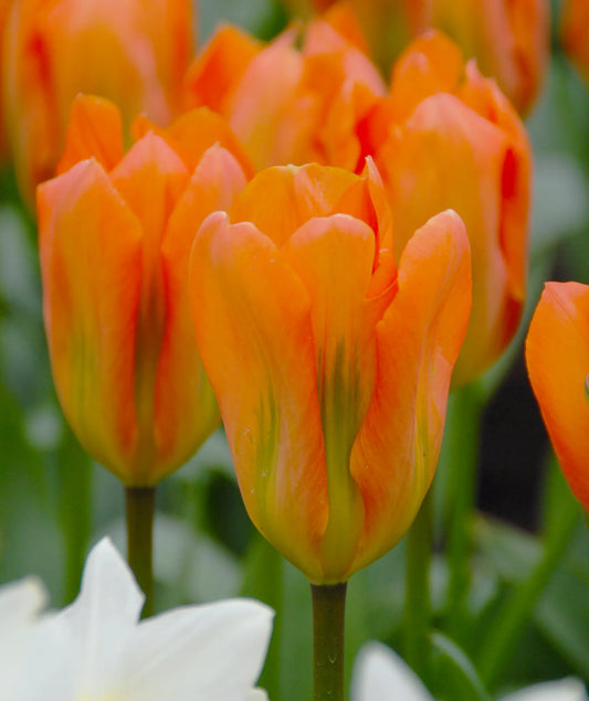 Bulbes de fleurs Non-Traité Tulipe  Orange Emperor calibre 12/+ (1011400)