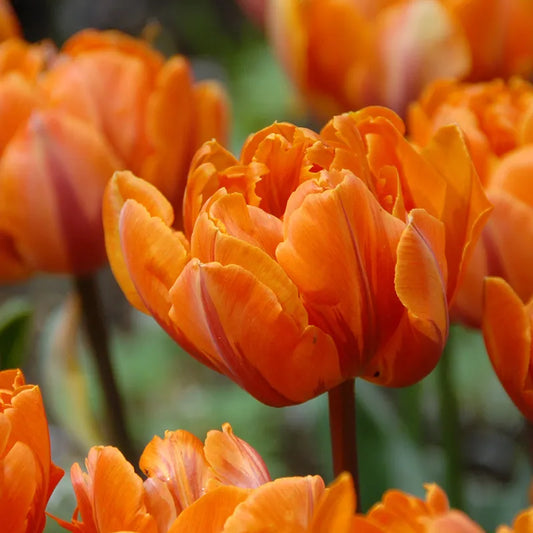Bulbes de fleurs Non-Traité Tulipe  Orange Princess calibre 12/+ (1011500)