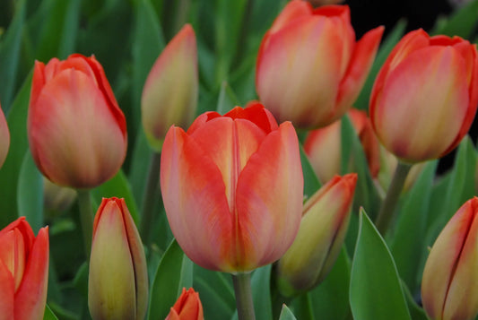 Bulbes de fleurs Non-Traité Tulipe  Orange van Eijk® calibre 12/+ (1011600)