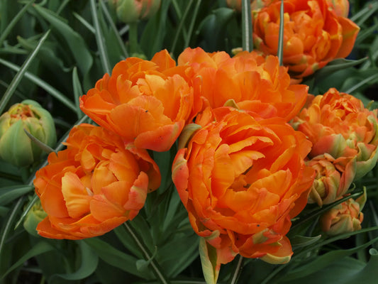 Bulbes de fleurs Non-Traité Tulipe  Orca® calibre 12/+ (1030500)