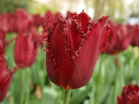Bulbes de fleurs Non-Traité Tulipe  Pacific Pearl® calibre 12/+ (1011700)