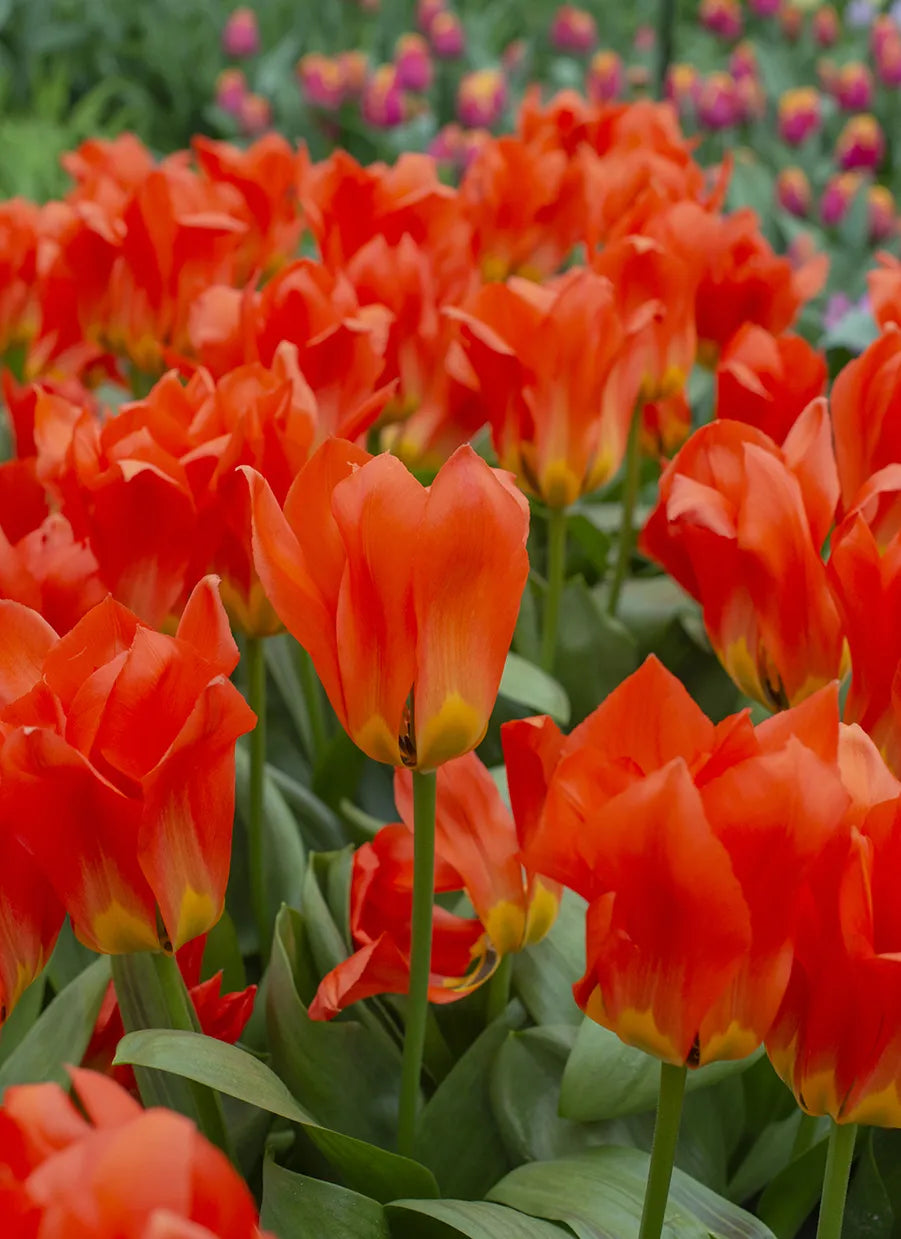 Bulbes de fleurs Non-Traité Tulipe  Park Dreamway calibre 12/+ (1050600)
