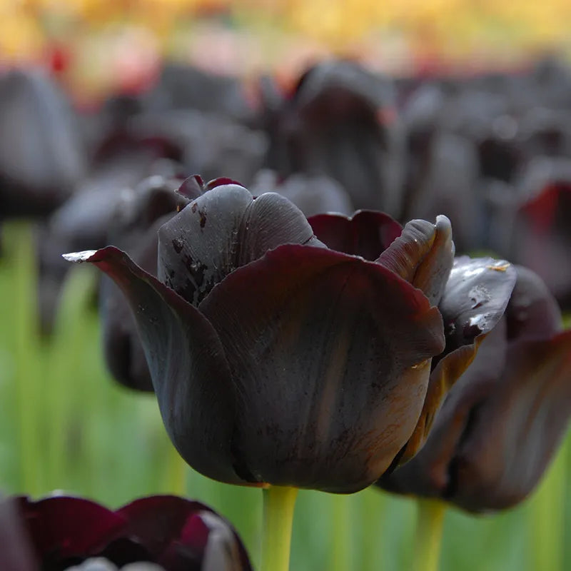 Bulbes de fleurs Non-Traité Tulipe  Paul Scherer® calibre 12/+ (1012000)