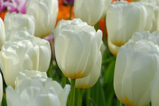 Bulbes de fleurs Non-Traité Tulipe  Pays Bas® calibre 12/+ (1012100)