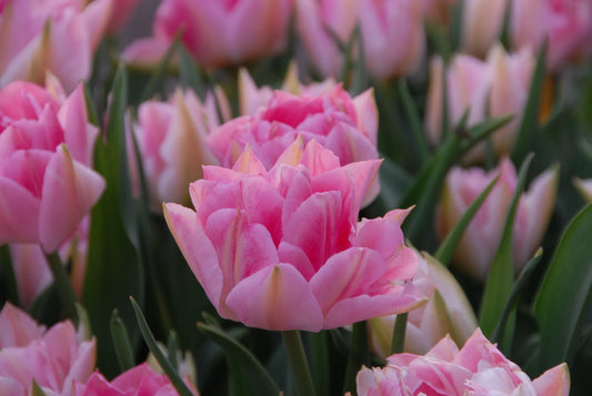 Untreated Tulip Peach Blossom flower bulbs size 11/12 (1012200) for individuals