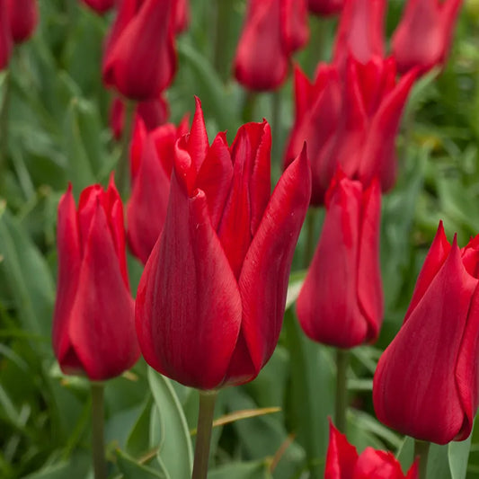 Bulbes de fleurs Non-Traité Tulipe  Pieter de Leur calibre 12/+ (1030100)