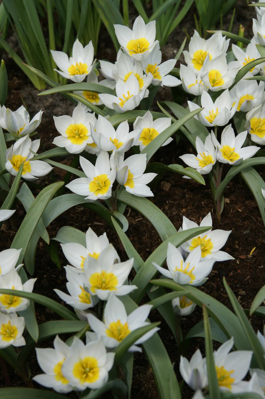 Bulbes de fleurs Non-Traité Tulipe polychroma  calibre 5/+ (1012500)