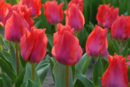 Bulbes de fleurs Non-Traité Tulipe  Portland calibre 12/+ (1012600)