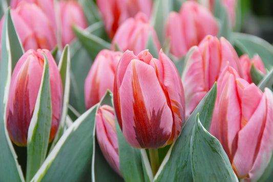 Bulbes de fleurs Non-Traité Tulipe  Pretty Princess calibre 12/+ (1012900)