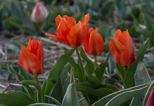 Bulbes de fleurs Non-Traité Tulipe  Princess Household calibre 12/+ (1059000)