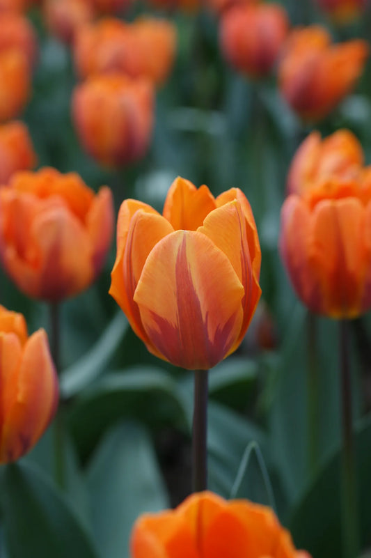 Bulbes de fleurs Non-Traité Tulipe  Prinses Irene calibre 12/+ (1013200)