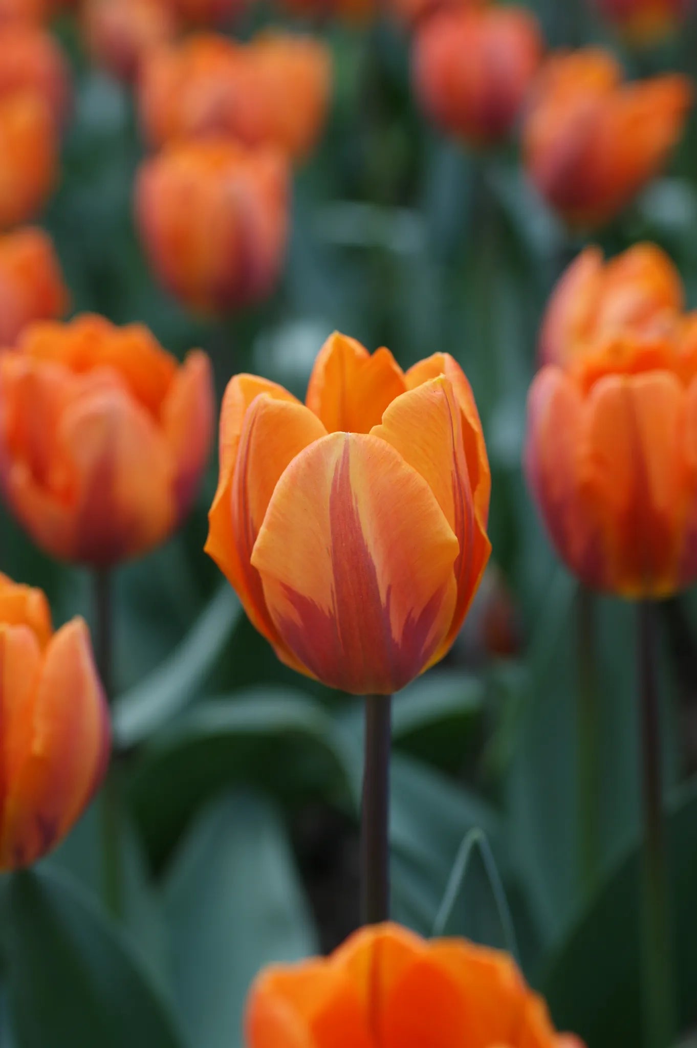 Untreated flower bulbs Tulip Prinses Irene size 12/+ (1013200) for individuals