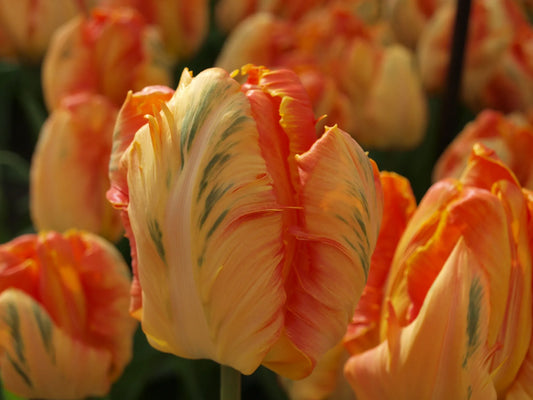 Bulbes de fleurs Non-Traité Tulipe  Professor Röntgen calibre 12/+ (1026300)