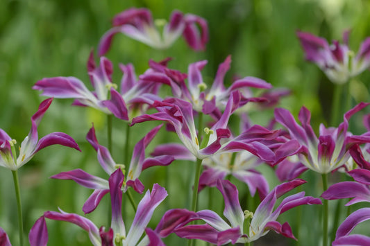 Bulbes de fleurs Non-Traité Tulipe  Purple Dance calibre 12/+ (1045000)