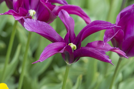 Bulbes de fleurs Non-Traité Tulipe  Purple Doll calibre 12/+ (1033600)