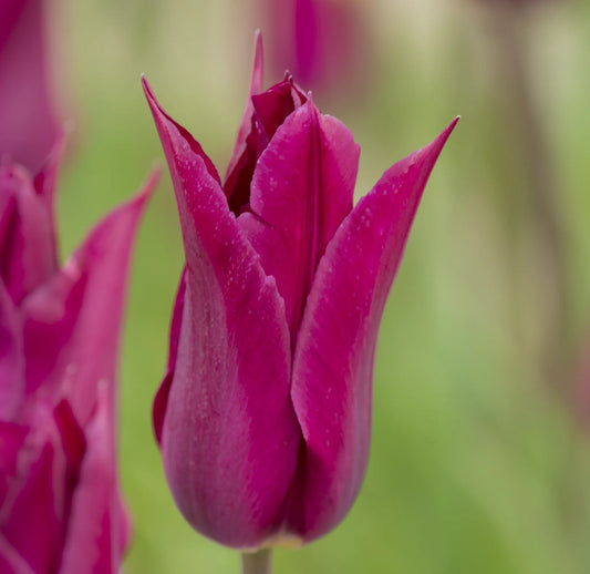 Bulbes de fleurs Non-Traité Tulipe  Purple Heart calibre 12/+ (1052900)