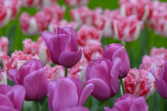 Bulbes de fleurs Non-Traité Tulipe  Purple Raven calibre 12/+ (1050900)
