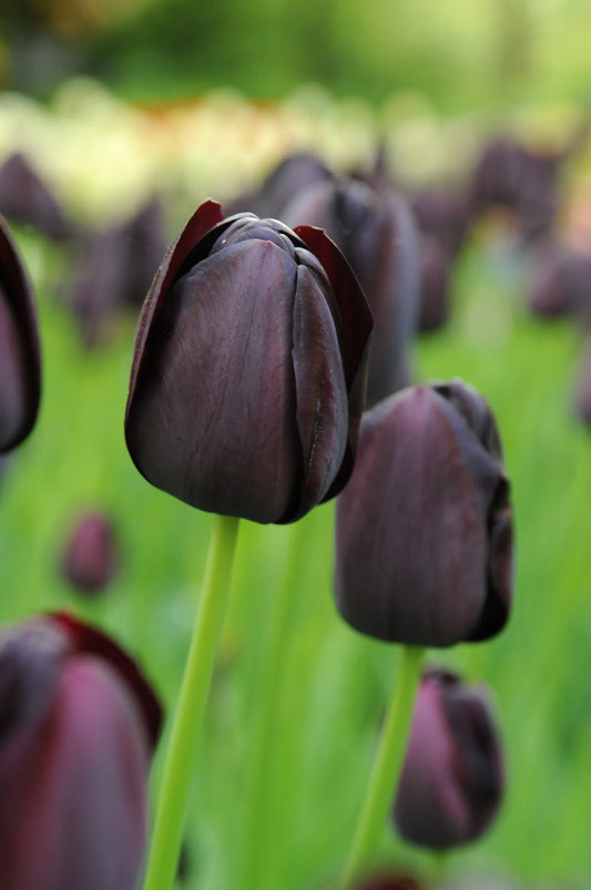 Bulbes de fleurs Non-Traité Tulipe  Queen of Night calibre 12/+ (1013700)