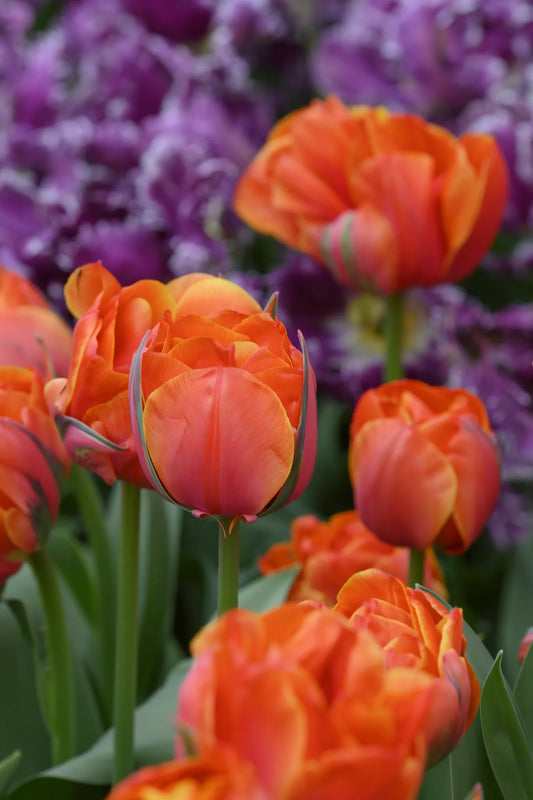 Bulbes de fleurs Non-Traité Tulipe  Queensday® calibre 12/+ (1048900)
