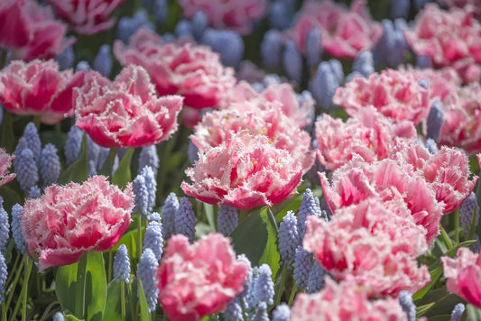Bulbes de fleurs Non-Traité Tulipe  Queensland® calibre 11/12 (1013800)