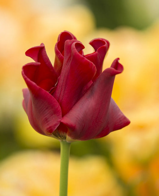 Bulbes de fleurs Non-Traité Tulipe  Red Dress calibre 12/+ (1049200)