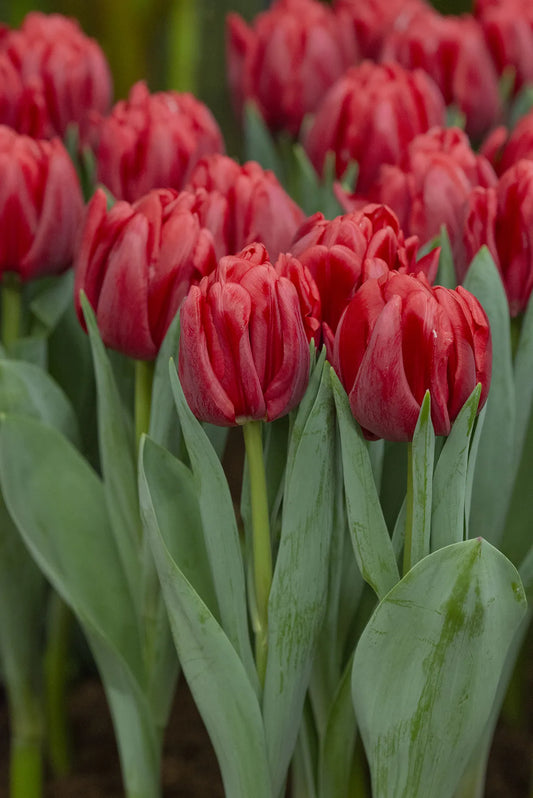 Bulbes de fleurs Non-Traité Tulipe  Red Foxtrot calibre 12/+ (1048700)