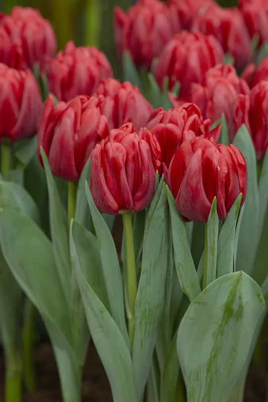 Untreated Tulip Red Foxtrot flower bulbs size 12/+ (1048700) for individuals