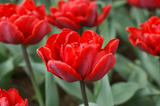 Bulbes de fleurs Non-Traité Tulipe  Red Princess calibre 12/+ (1013900)