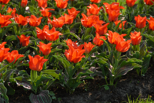 Bulbes de fleurs Non-Traité Tulipe  Red Riding Hood calibre 12/+ (1014000)