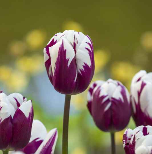 Bulbes de fleurs Non-Traité Tulipe  Rems Favourite® calibre 12/+ (1014100)