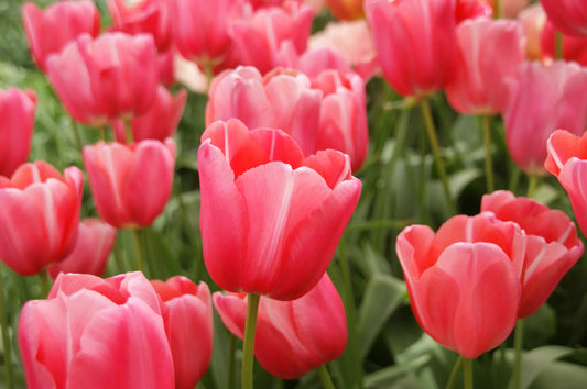 Bulbes de fleurs Non-Traité Tulipe  Renown calibre 12/+ (1029000)