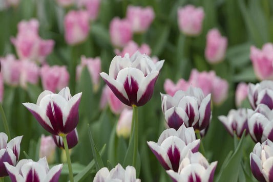 Bulbes de fleurs Non-Traité Tulipe  Rimini calibre 12/+ (1050400)