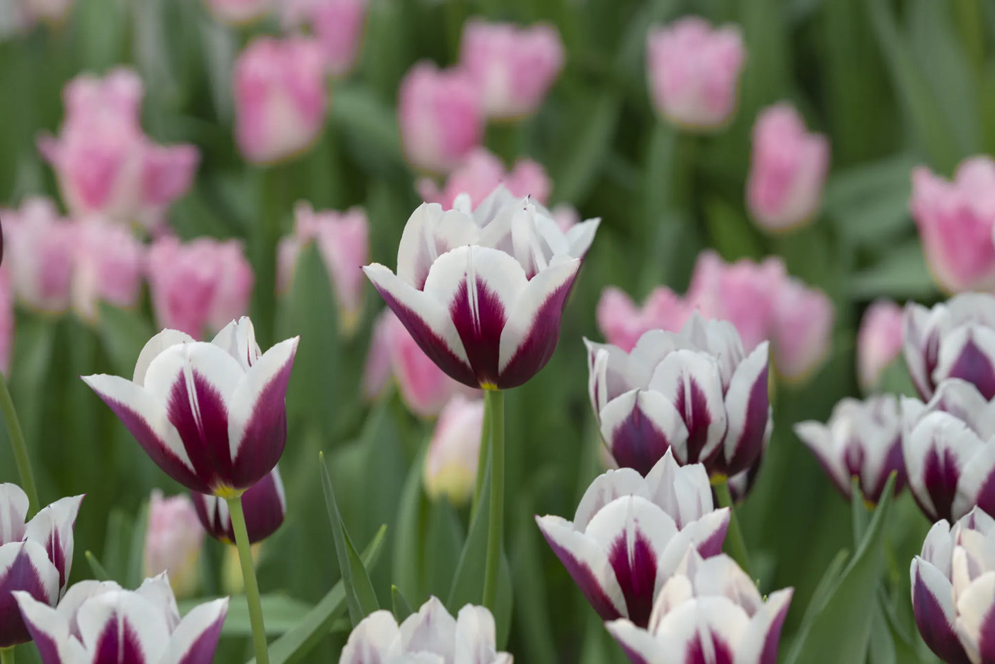 Untreated Tulip Rimini flower bulbs size 12/+ (1050400) for individuals