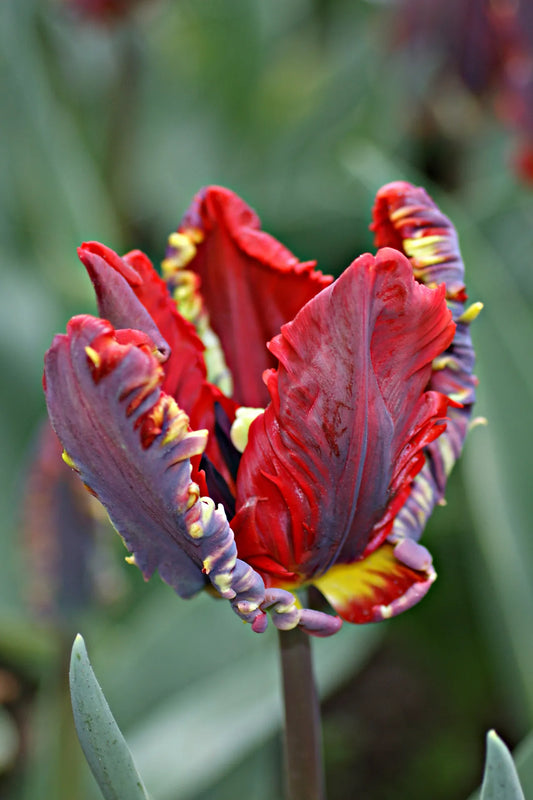 Untreated Rococo Tulip flower bulbs size 12/+ (1014200) for individuals