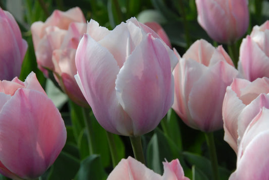 Bulbes de fleurs Non-Traité Tulipe  Salmon Van Eijk® calibre 12/+ (1023000)